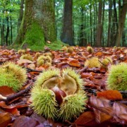 Castagneto-e-castagne