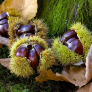 castagne